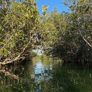 Mangroven haben sich an das Leben im Salzwasser der Küsten angepasst.