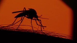Übertragen wird Malaria durch die Anopheles-Mücke. 