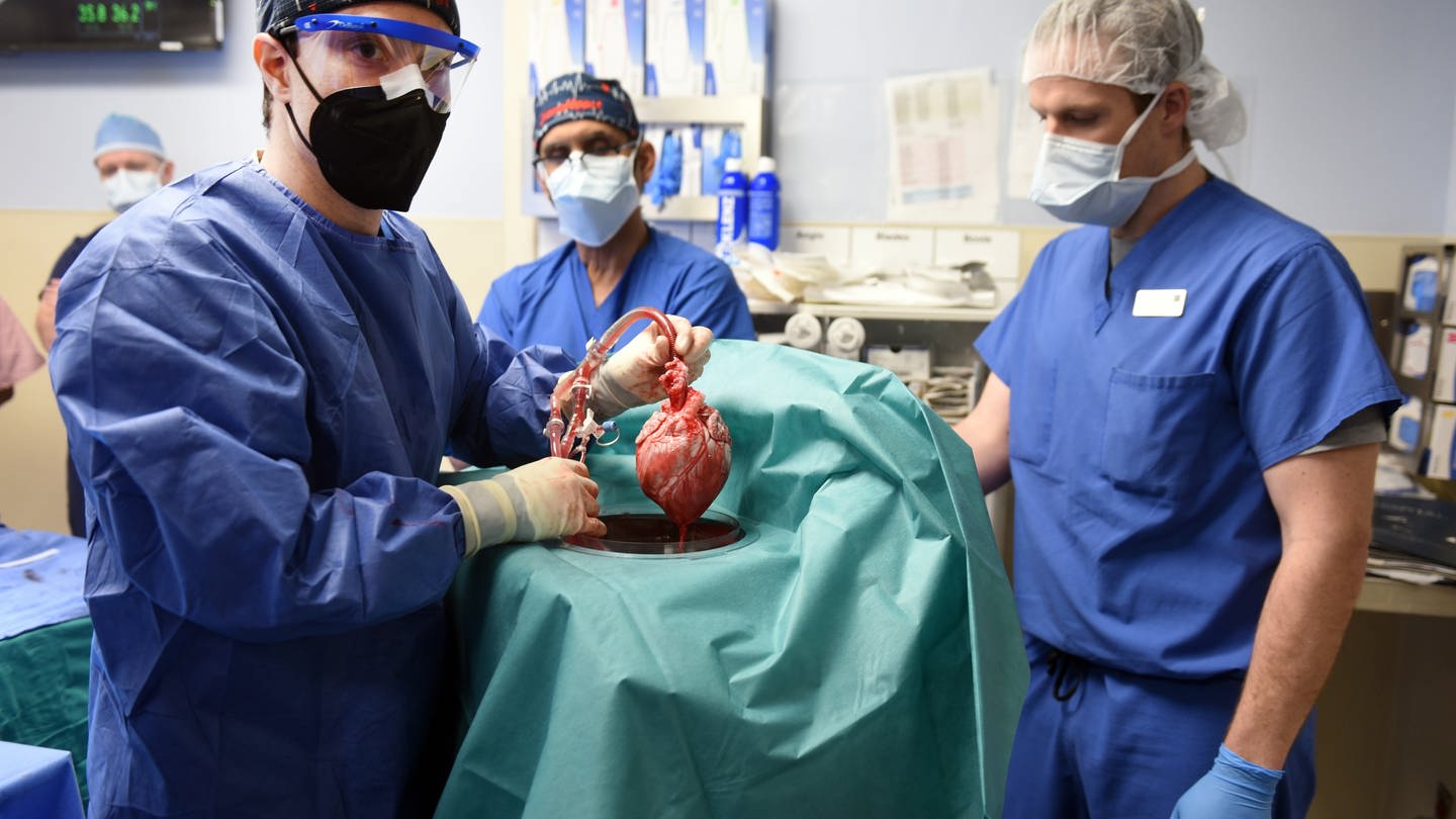 Erstmals wurde einem Menschen ein Schweineherz implantiert.