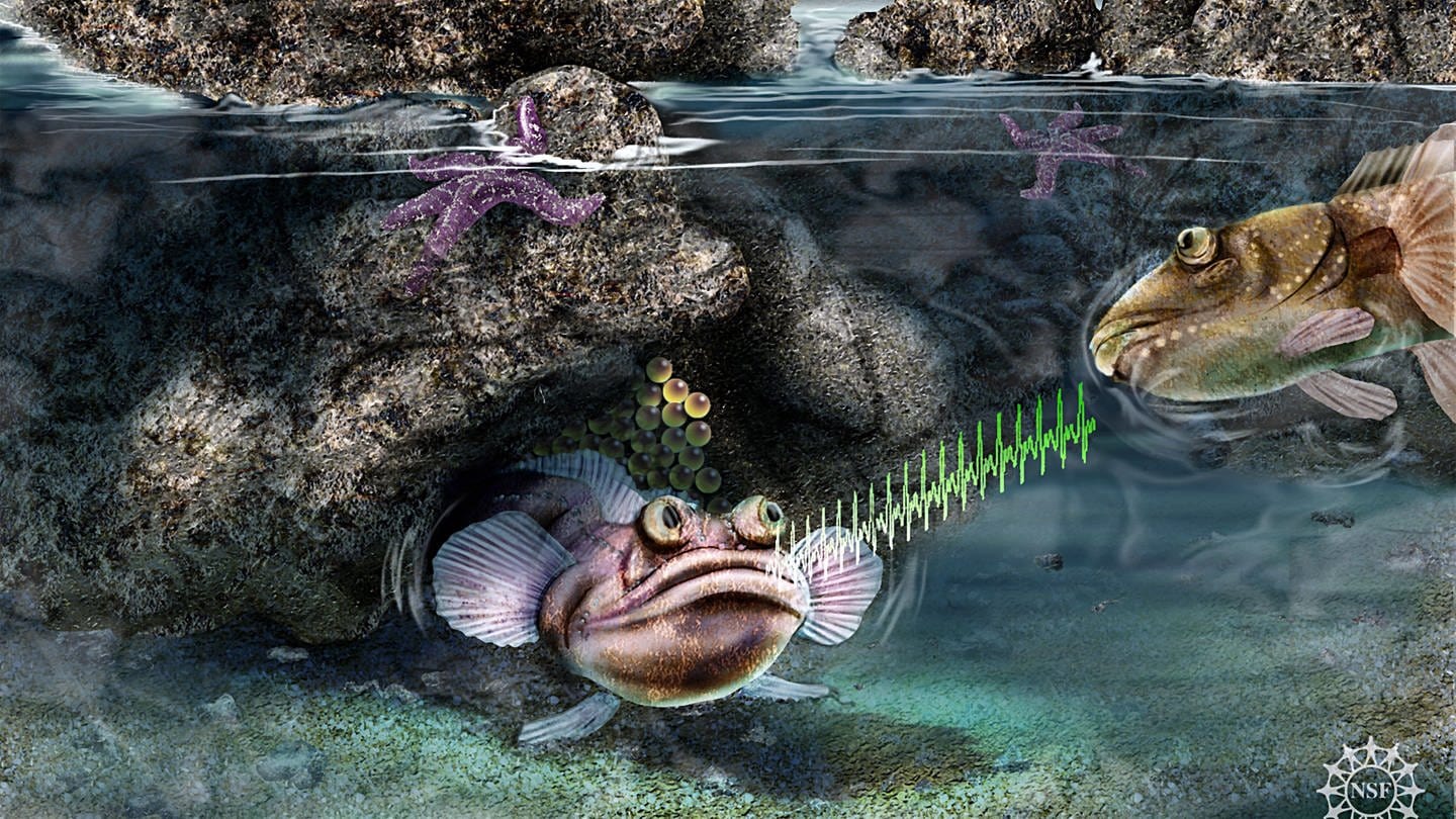 Fische wie der Bottsmannfisch können mit Lauten kommunizieren.