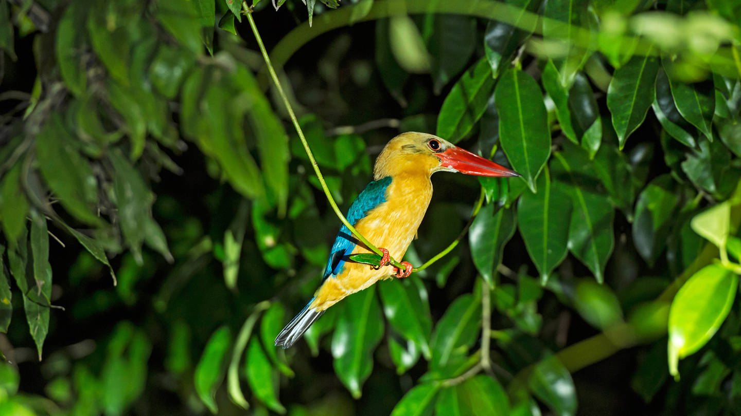 Die buntesten Vögel gibt es tropischen Regionen.