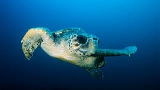 Unterwasser Aufnahme: Schildkröte schwimmt im Meer.