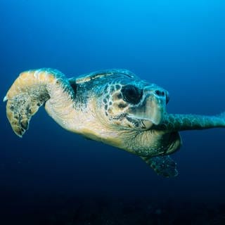 Unterwasser Aufnahme: Schildkröte schwimmt im Meer.