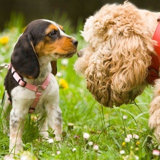 Hunde beschnuppern sich auf Wiese.