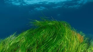 Aufnahme unterwasser: Grüne Seegrashalme bewegen sich im flachen Meer.