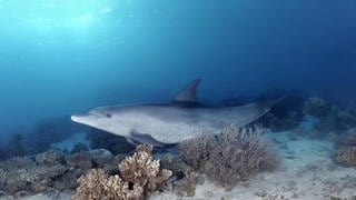 Delfin kratzt sich an Koralle im Meer