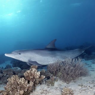 Delfin kratzt sich an Koralle im Meer