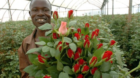 Blumenanbau in Kenia. Schnittblumen werden oft unter schlechten Arbeitsbedingungen und mit massiven Pestizideinsatz produziert.