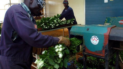 Durch Corona ist die Nachfrage nach Schnittblumen deutlich gesunken. Das bekommen auch die Mitarbeiter*innen der Branche im Ausland, wie hier in Kenia, zu spüren.