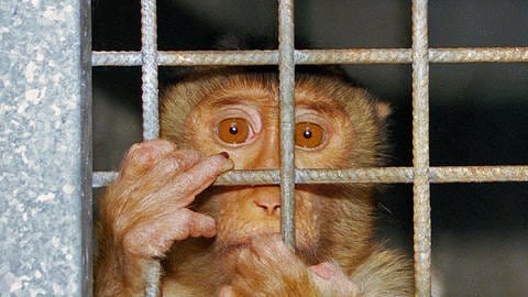 Affe im Käfig eines Tierversuchslabors