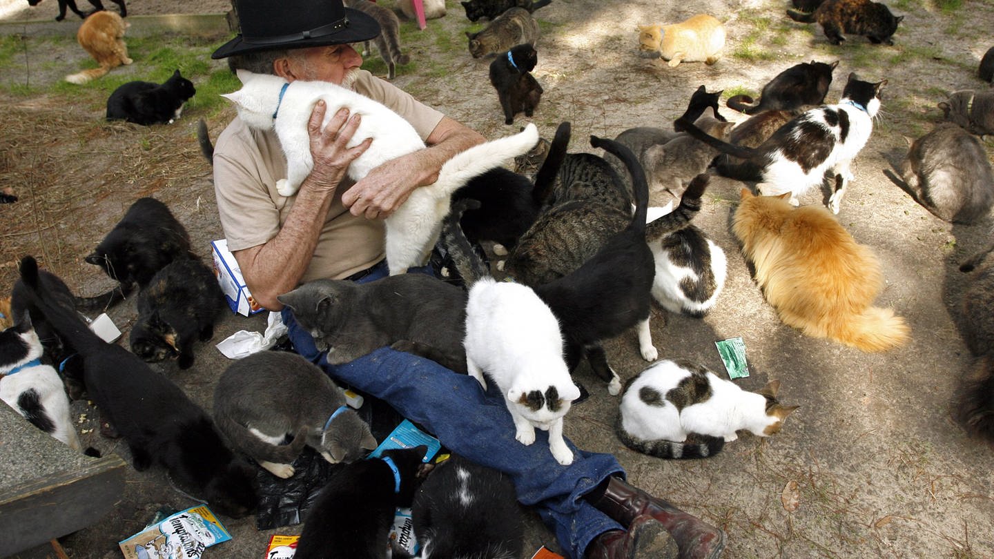 Animal hoarding Katzen