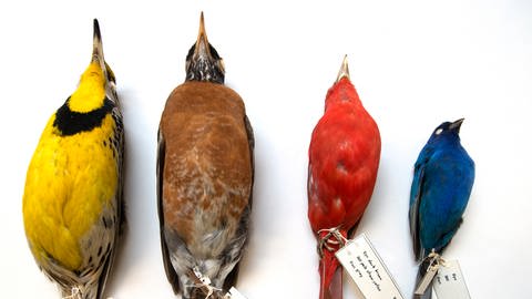 52 unterschiedliche Vogelarten hat Dave Willard bislang im Einzugsbereich des Kongresszentrums gefunden. 