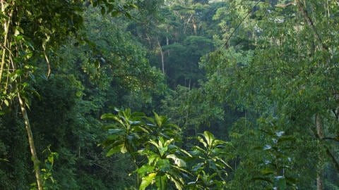 Tropischer Regenwald in West-Uganda