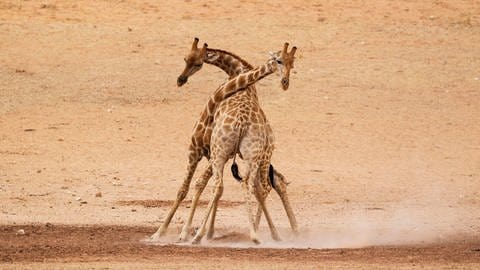 Giraffen schlagen im Kampf ihre Hälse aneinander.