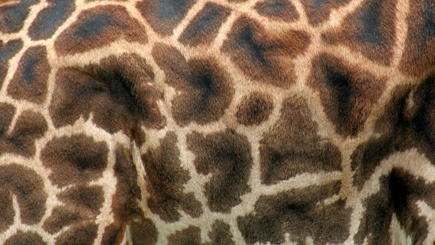 Nahaufnahme der Fellmusterung einer Giraffe.