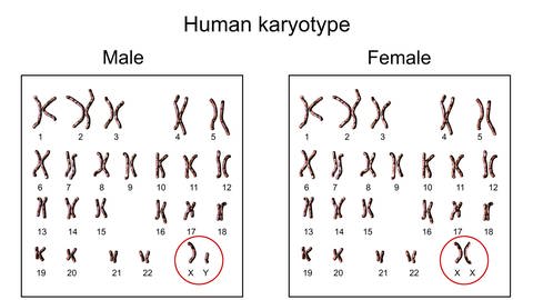 Männlichen und weiblichen Chromosomenuntersuchung, auch Karyotyp genannt.