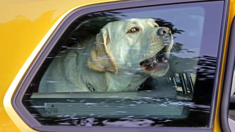 Weder Kinder noch Haustiere sollte man bei Hitze im stehenden Auto zurücklassen. Das kann lebensgefährlich sein.