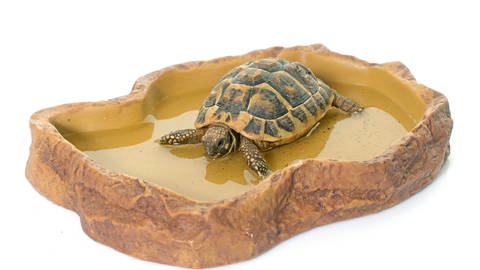Schildkröten können zwar im allgemeinen gut mit hohen Temperaturen umgehen, brauchen aber auch eine Möglichkeit zur Abkühlung und Schattenplätze.