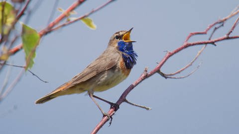 männliches Blaukelchen sing auf Ast 