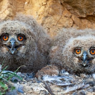 Nesthocker sind die schlaueren Vögel:  Uhu-Küken