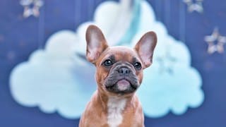 Französisch Bulldog Hundewelpen vor Studio Himmel Hintergrund