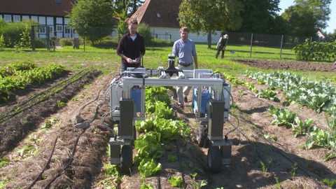 Roboter könnten dabei helfen, Obst und Gemüse nachhaltiger anzubauen.