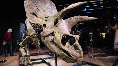 Skelett einer Dinosauerier-Art