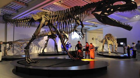 Skelett des größten, fleischfressenden Dinos