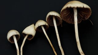 Magic Mushrooms können bei psychischen Erkrankungen helfen
