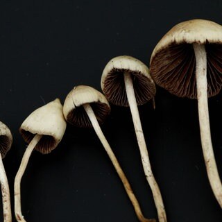 Magic Mushrooms können bei psychischen Erkrankungen helfen