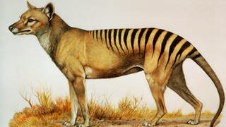 Zeichnung eines tasmanischen Tigers, welcher auch Beutelwolf genannt wird und seit fast 100 Jahren ausgestorben ist.