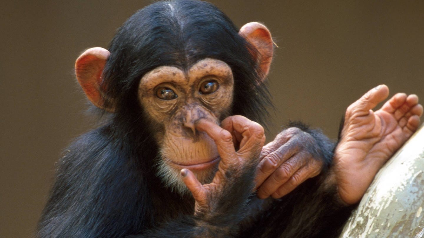 Schimpanse popelt in der Nase