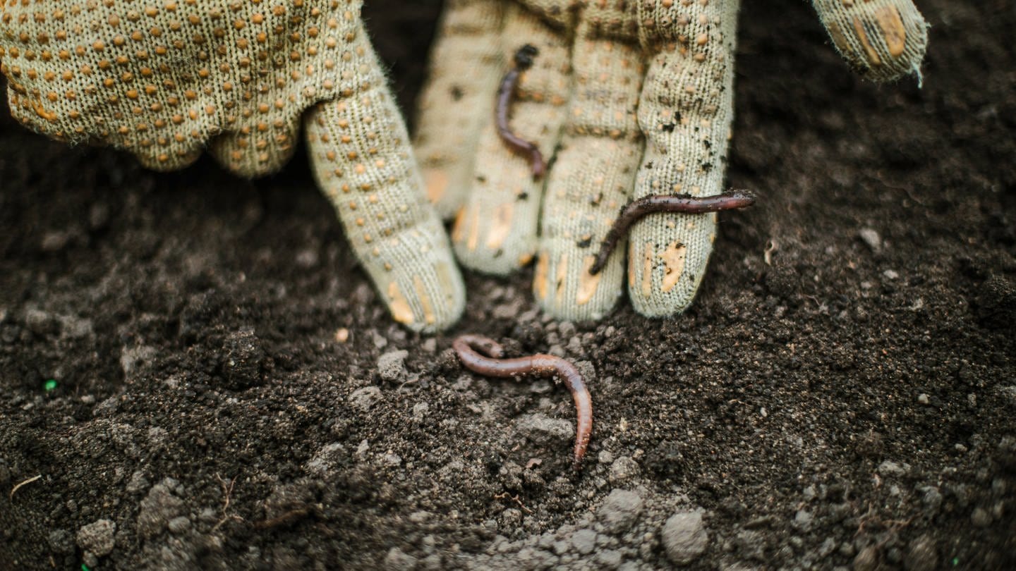 Das Bild zeigt Regenwürmer auf Gartenhandschuhen.