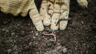 Das Bild zeigt Regenwürmer auf Gartenhandschuhen.