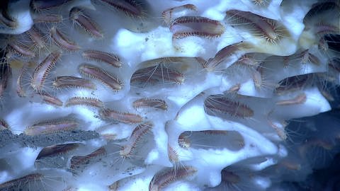 Tiefsee-Würmer auf Methaneis