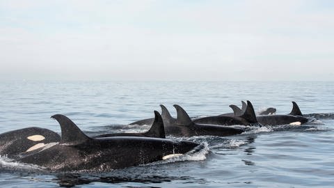 Eine Gruppe von Orcas