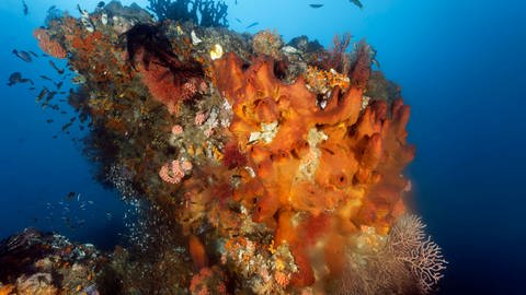Korallenblock mit Schwamm