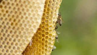 Das Bild zeigt Bienen und eine Honigwabe.