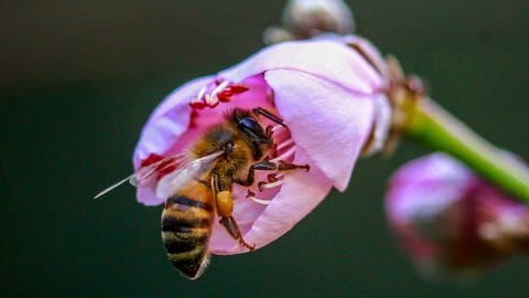 Das Bild zeigt eine Biene Biene beim Pollen sammeln.