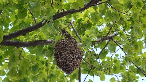 Ein Bienenschwarm hängt als Traube in einem Lindenbaum.