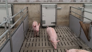 Auch konventionell gezüchtete Schweine könnten ein besseres Leben haben.