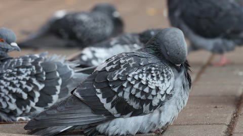 Tauben wechseln nachts mehrmals in die Phase des REM-Schlafs.