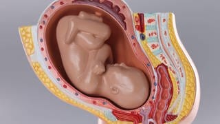 Modell eines sehr weit entwickelten Embryos in der Gebärmutter.
