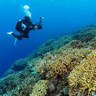 Ein Taucher fotografiert ein Korallenriff.
