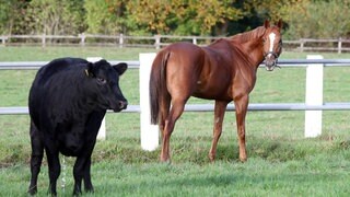 Das Bild zeigt ein Pferd und eine Kuh auf einer Weide