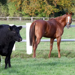 Das Bild zeigt ein Pferd und eine Kuh auf einer Weide
