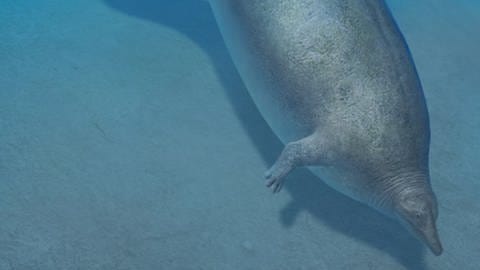 Der Perucetus colossus, der peruanische Wal aus der Urzeit, könnte möglicherweise das schwerste Tier sein, das jemals auf der Erde gelebt hat.