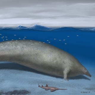 Der Perucetus Colossus, der peruanische Wal aus der Urzeit, könnte möglicherweise das schwerste Tier sein, das jemals auf der Erde gelebt hat.