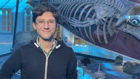 Der Stuttgarter Paläontologen Dr. Eli Amson hat Teile des Skeletts eines gigantischen Meeresbewohners in Peru gefunden.