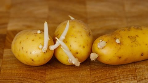 Das Bild zeigt Kartoffeln, die keimen.